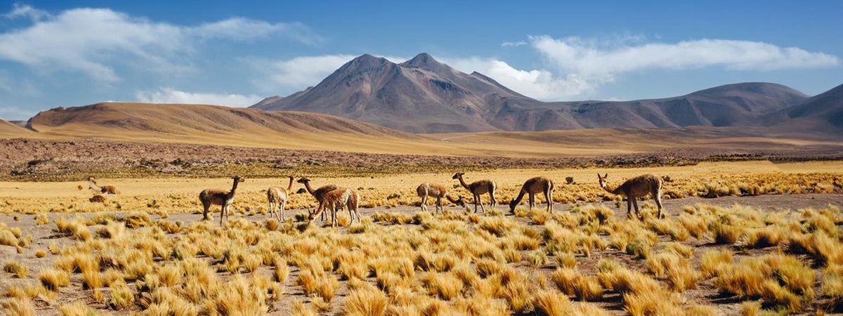 VICUNA-MEN&WOMEN