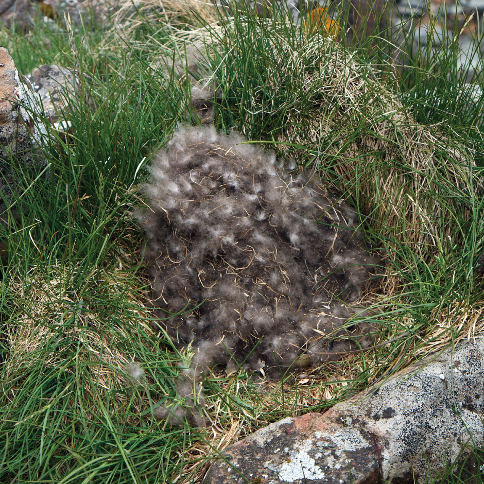 Eider nest image